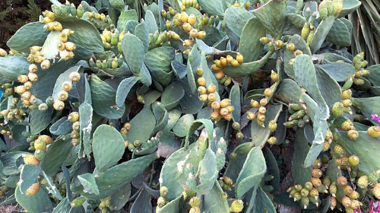 New Country House Salvia سيتيا المظهر الخارجي الصورة